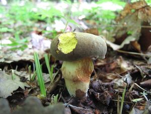 Klikni pro velký obrázek