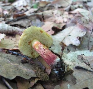 Klikni pro velký obrázek