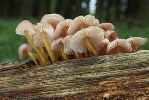 Klikni pro velký obrázek