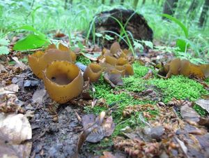 Klikni pro velký obrázek