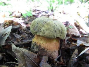 Klikni pro velký obrázek