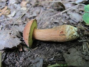 Klikni pro velký obrázek