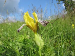 Klikni pro velký obrázek