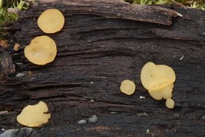 Klikni pro velký obrázek