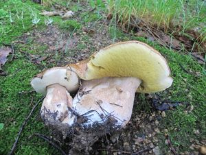 Klikni pro velký obrázek