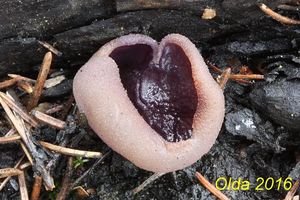 Klikni pro velký obrázek