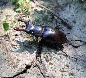 Klikni pro velký obrázek