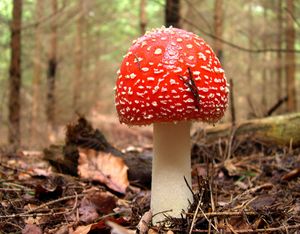 Klikni pro velký obrázek