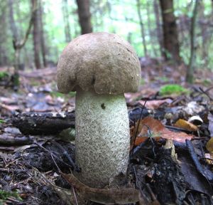 Klikni pro velký obrázek