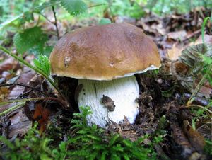 Klikni pro velký obrázek