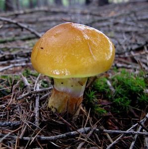 Klikni pro velký obrázek