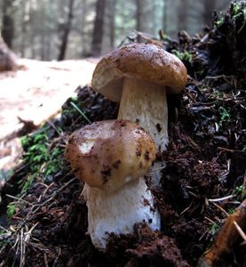 Klikni pro velký obrázek