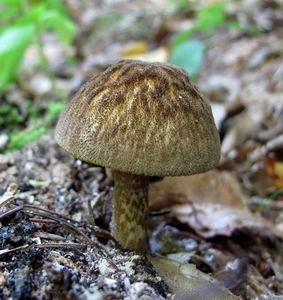 Klikni pro velký obrázek