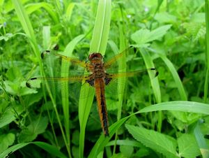 Klikni pro velký obrázek