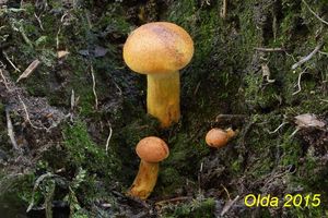 Klikni pro velký obrázek