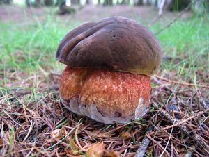 Klikni pro velký obrázek