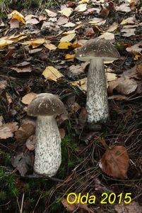 Klikni pro velký obrázek