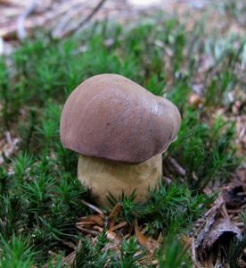 Klikni pro velký obrázek