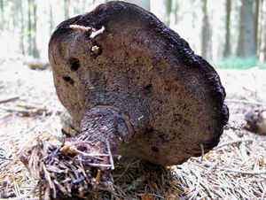 Klikni pro velký obrázek