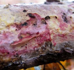 Klikni pro velký obrázek