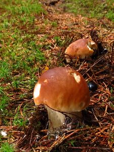 Klikni pro velký obrázek