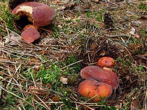 Klikni pro velký obrázek