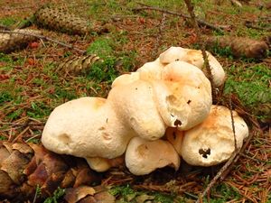 Klikni pro velký obrázek