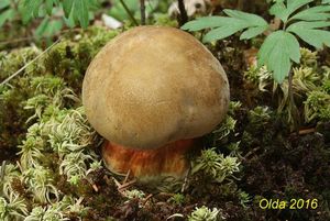 Klikni pro velký obrázek