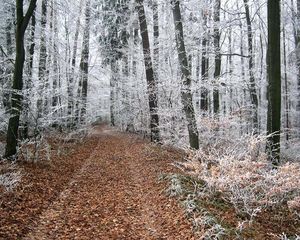 Klikni pro velký obrázek