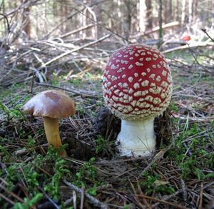 Klikni pro velký obrázek