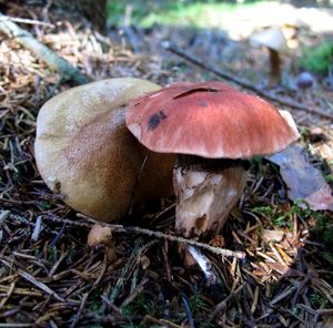 Klikni pro velký obrázek