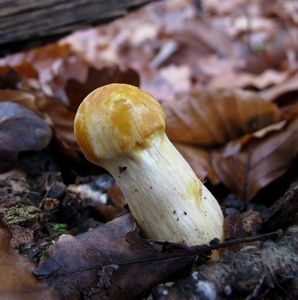 Klikni pro velký obrázek