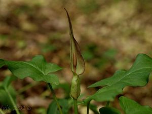 Árón plamatý (Arum maculatum L.)