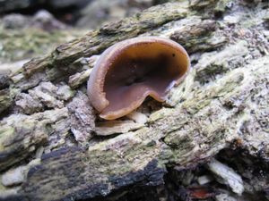 Klikni pro velký obrázek