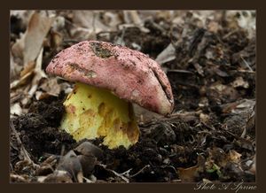 Klikni pro velký obrázek