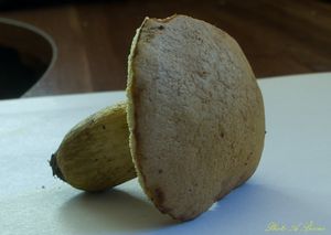 Klikni pro velký obrázek