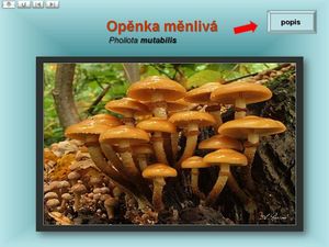 Klikni pro velký obrázek