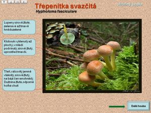 Klikni pro velký obrázek