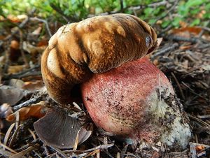 Klikni pro velký obrázek