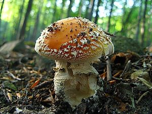 Klikni pro velký obrázek