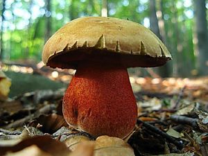 Klikni pro velký obrázek