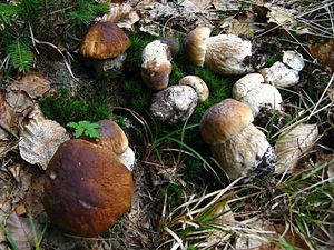 Klikni pro velký obrázek