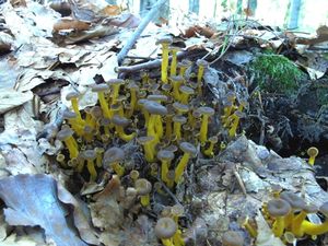 Klikni pro velký obrázek