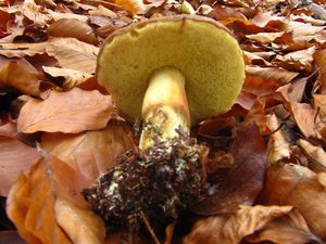 Klikni pro velký obrázek