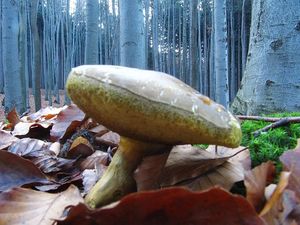 Klikni pro velký obrázek