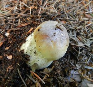 Klikni pro velký obrázek