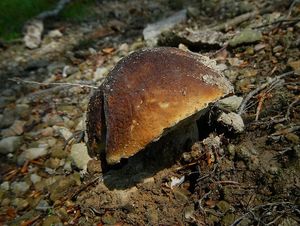 Klikni pro velký obrázek