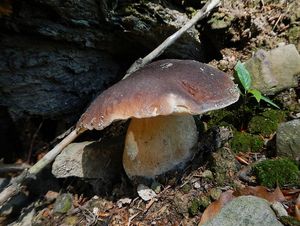 Klikni pro velký obrázek