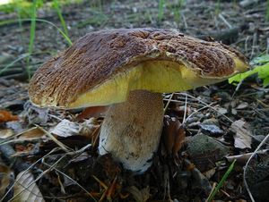 Klikni pro velký obrázek