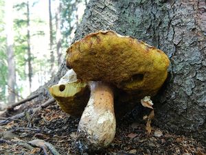 Klikni pro velký obrázek